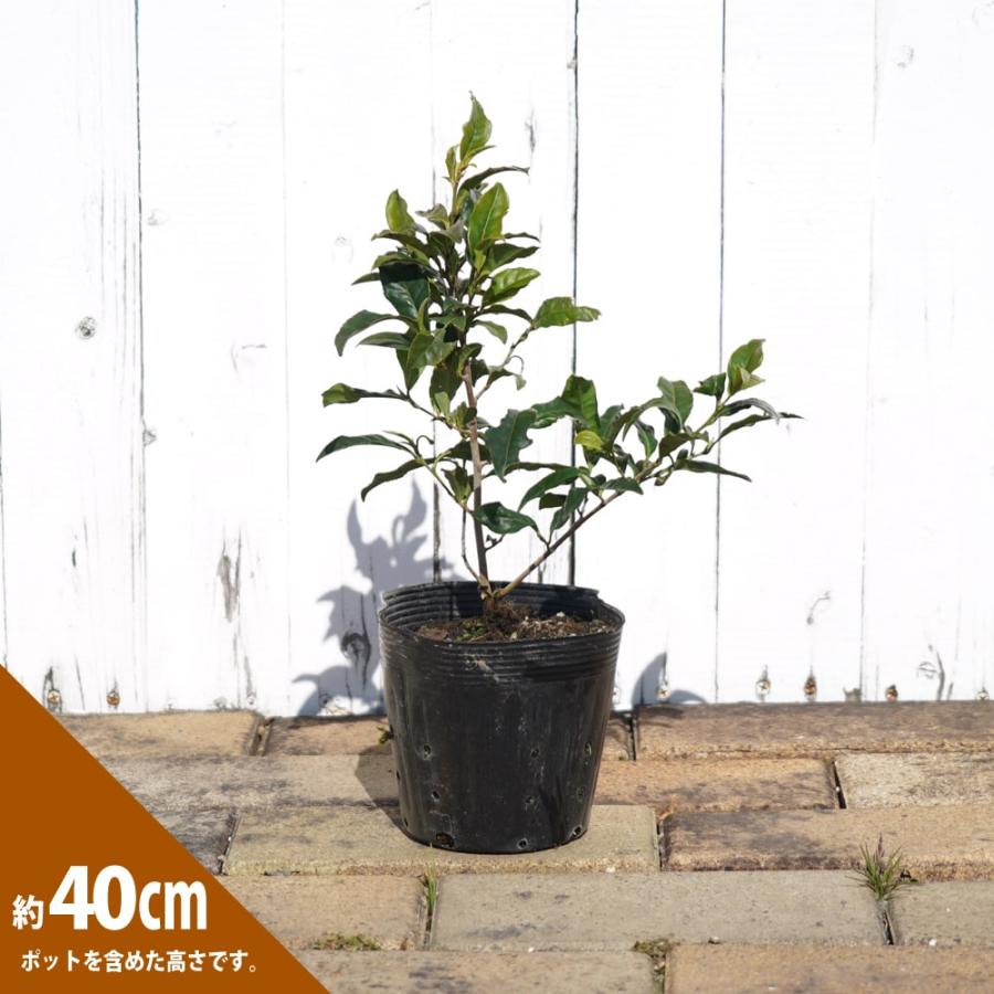 お茶の木 サヤマカオリ 5号ポット苗 4本と堆肥2袋セット : 苗木部 花