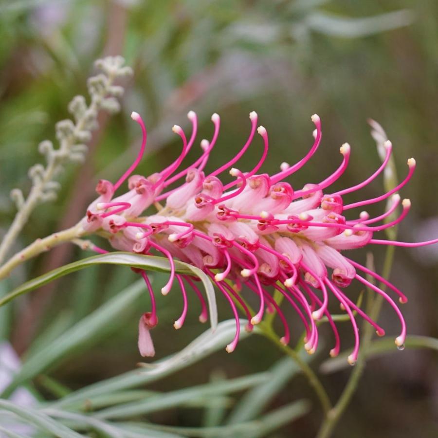 グレビレア バンクシー 7号ポット大苗 : 苗木部 花ひろばオンライン