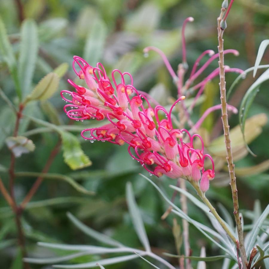 グレビレア バンクシー 7号ポット大苗 : 苗木部 花ひろばオンライン