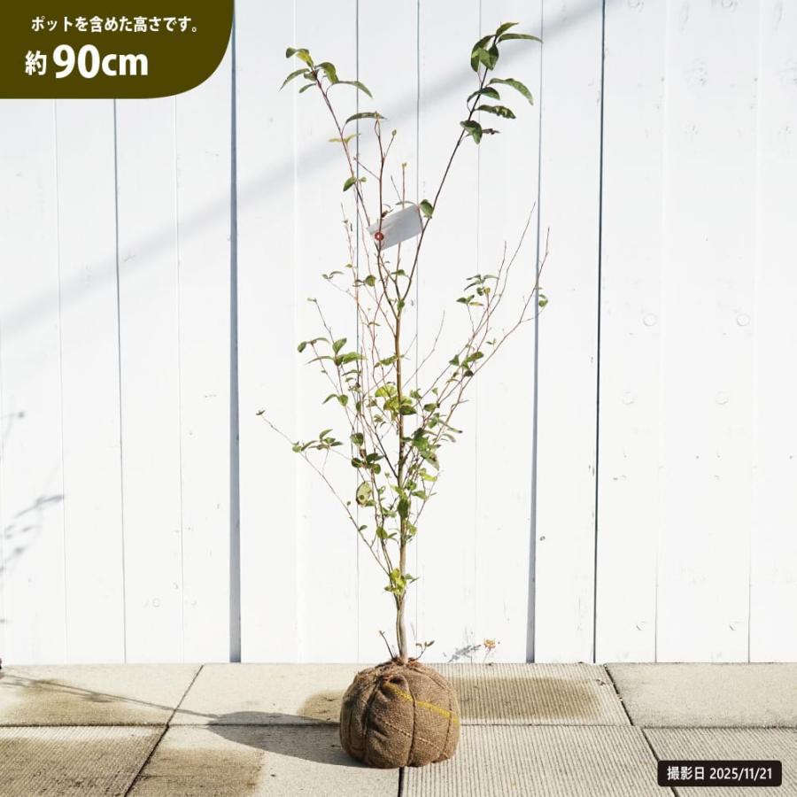 クロモジ （黒文字） 根巻き苗 : 苗木部 花ひろばオンライン - 通販