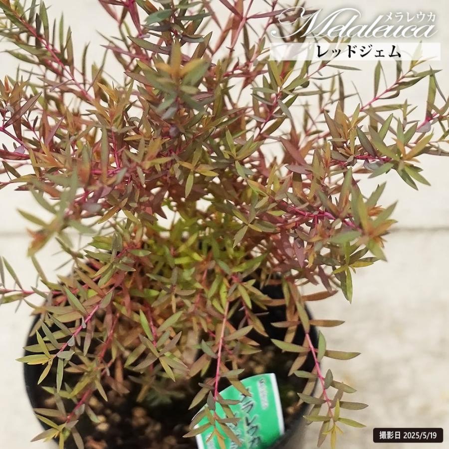 メラレウカ （ティーツリー） レッドジェム 5.5号鉢植え : 苗木部 花