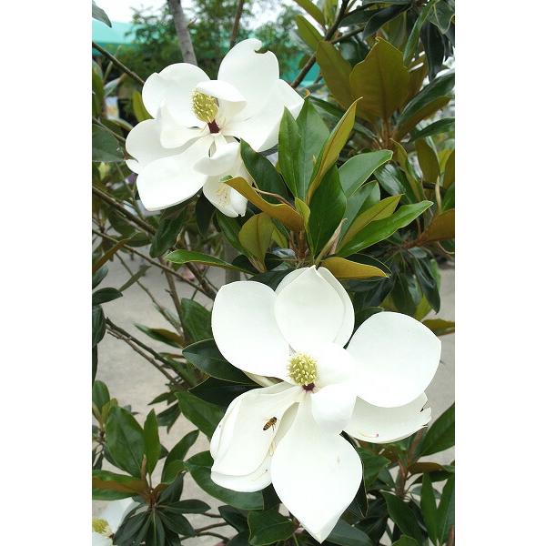 わい性タイサンボク リトルジェム 接木ポット苗 : 苗木部 花ひろば