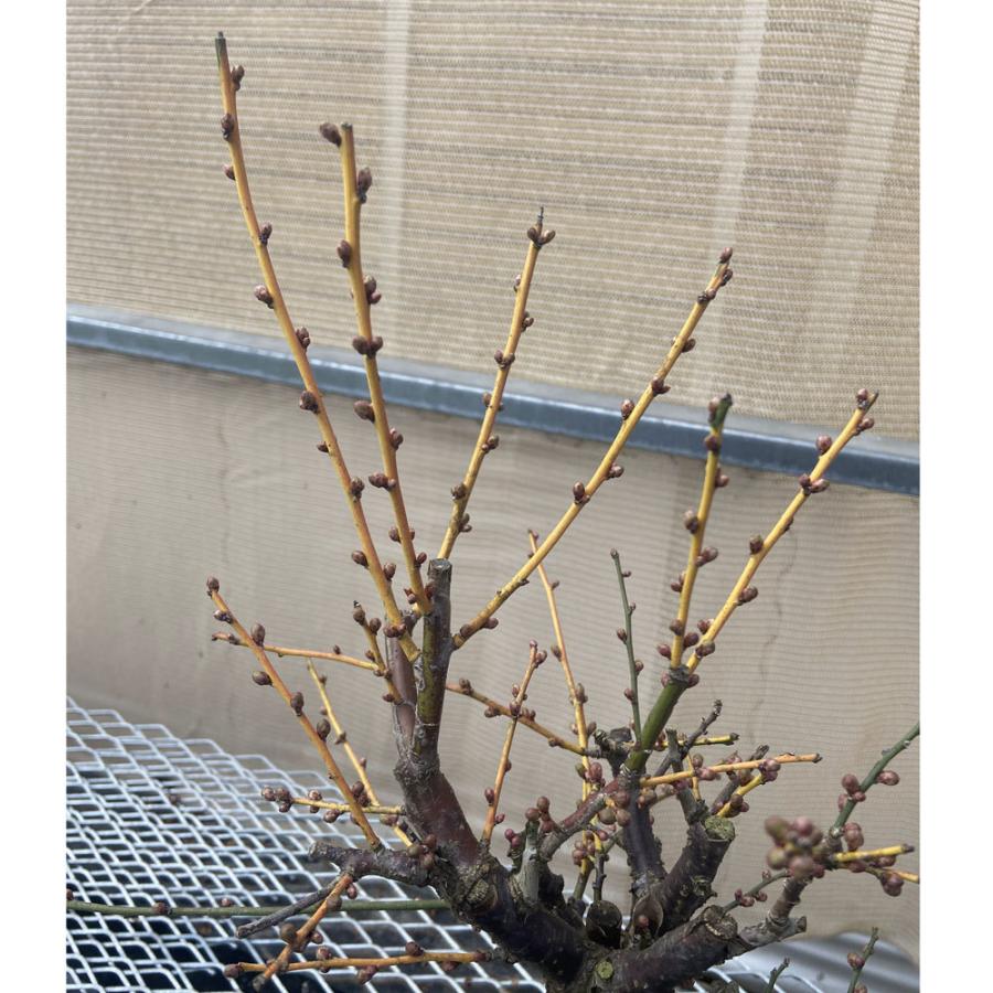 現品】花梅盆栽 日光（にっこう）6号プラ鉢 : 植物・園芸専門店 花育