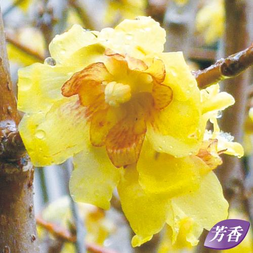 満月蝋梅（マンゲツロウバイ）の苗木 : 植物・園芸専門店 花育通販