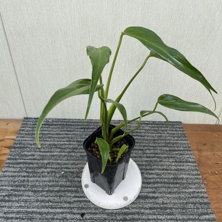 モンステラ バールマルクスフレーム 3.5号 苗 観葉植物 Monstera burl