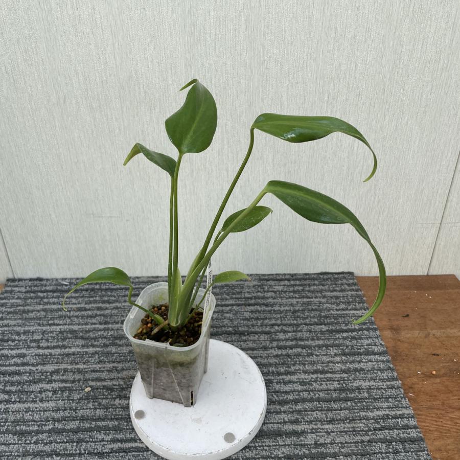 モンステラ バールマルクスフレーム 3号 苗 観葉植物 Monstera burl