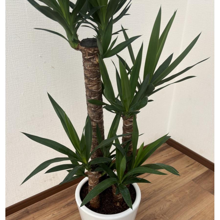 観葉植物 ユッカ(青年の木)8号陶器-角丸鉢 開店祝い インテリア 人気