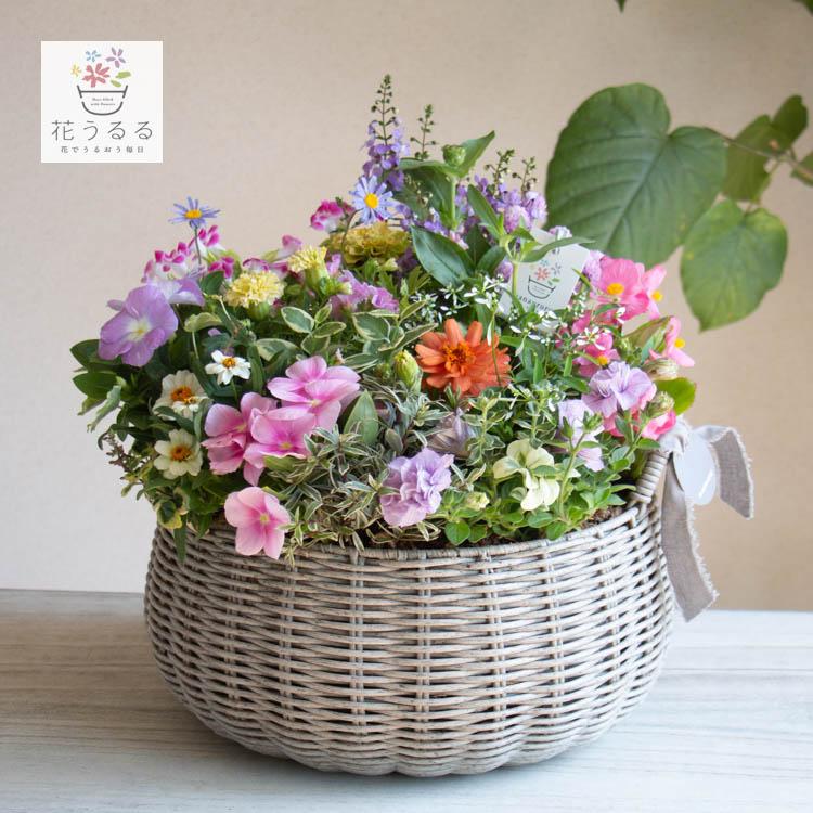 花うるるアレンジ寄せ植え「ジェミニバスケット ロウ(Lサイズ