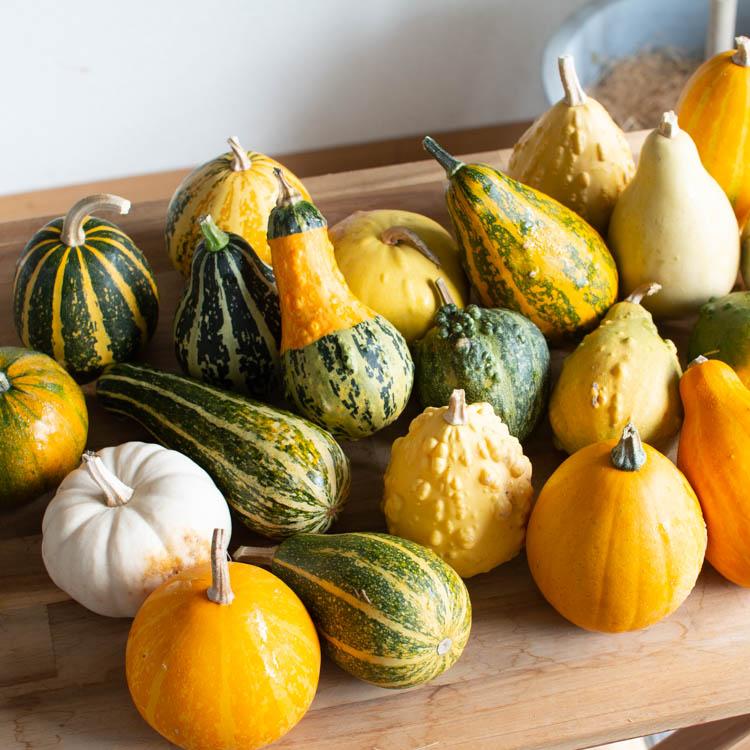 2,000円ポッキリ／ 『ミニかぼちゃ/おまかせ5個セット』ハロウィン