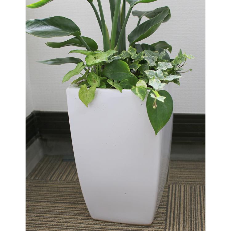 観葉植物 ストレリチア・オーガスタ寄せ植え 角陶器鉢(白) 高さ約1.1m