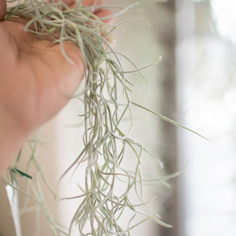 ロングサイズ約65cm／育てやすい インテリアグリーン 『チランジア