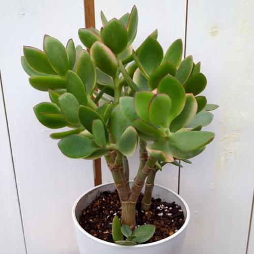 金のなる木 5号鉢（直径15cm） フチベニベンケイ 花月 成金草 多肉植物