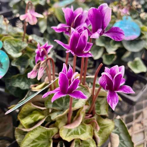 シクラメン フェアリーピコ ブルー 3号 (直径9cm) ポット苗 1株 寄せ