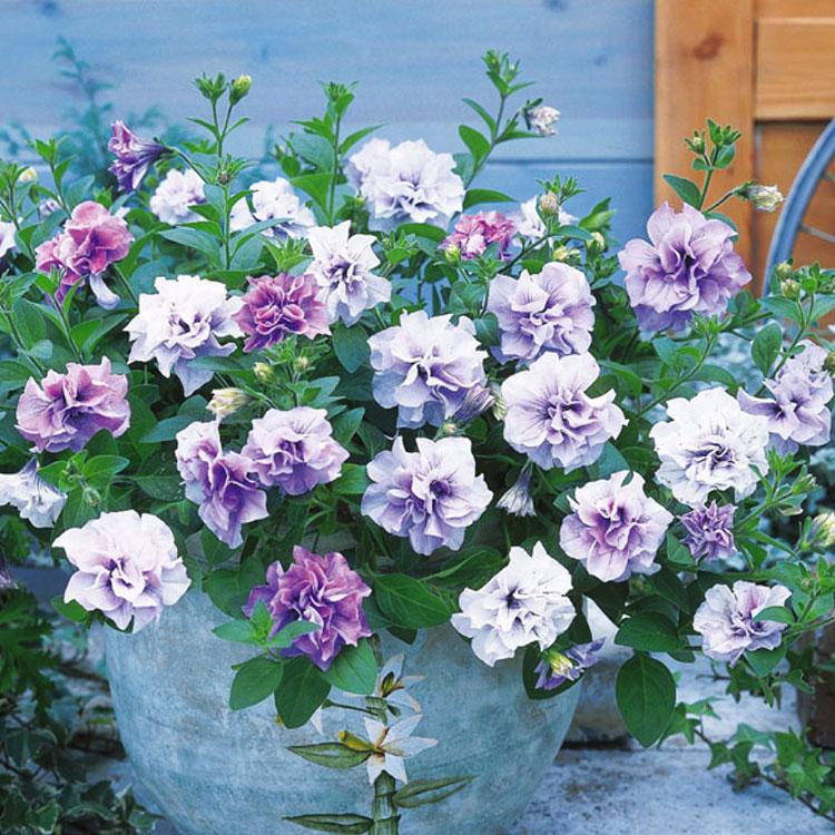 タキイ種苗ブランド 八重ペチュニア ドレスアップ「ラベンダー」(9cm