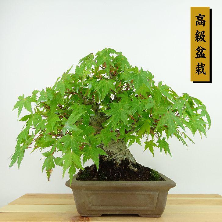 盆栽 紅葉 樹高 約20cm もみじ 高級盆栽 Acer palmatum モミジ カエデ