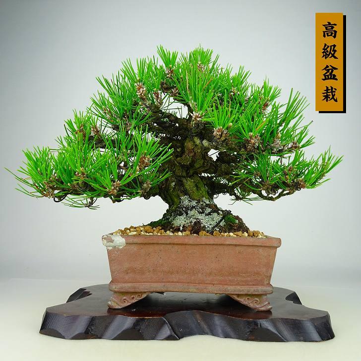 盆栽 松 黒松 樹高 21cm くろまつ 高級盆栽 Pinus thunbergii クロマツ