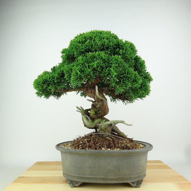 盆栽 真柏 樹高 約25cm しんぱく Juniperus chinensis シンパク “ジン