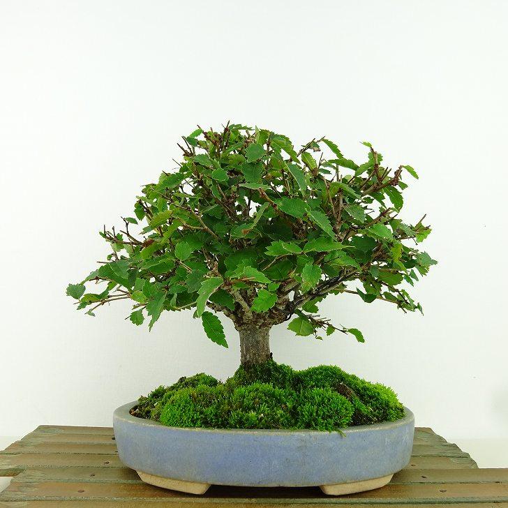 盆栽 欅 樹高 約17cm けやき Zelkova serrata ケヤキ 紅葉 ニレ科