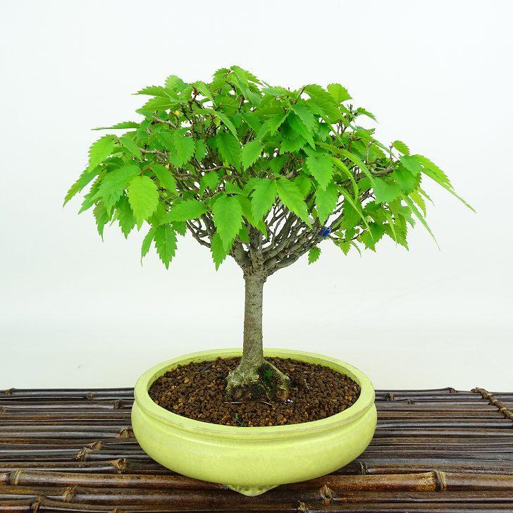 盆栽 欅 樹高 約20cm けやき Zelkova serrata ケヤキ 紅葉 ニレ科