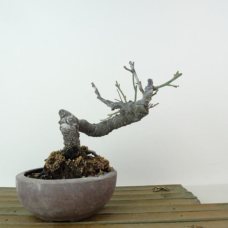 盆栽 梅 甲州野梅 樹高 約13cm うめ Prunus mume ウメ 花梅 野梅