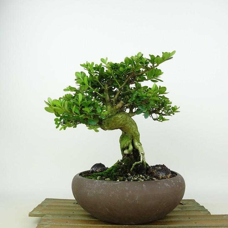 盆栽 皐月 深山霧島 樹高 約19cm さつき Rhododendron indicum サツキ