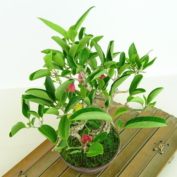 盆栽 真弓 樹高 約18cm まゆみ Euonymus sieboldianus マユミ 実物 赤