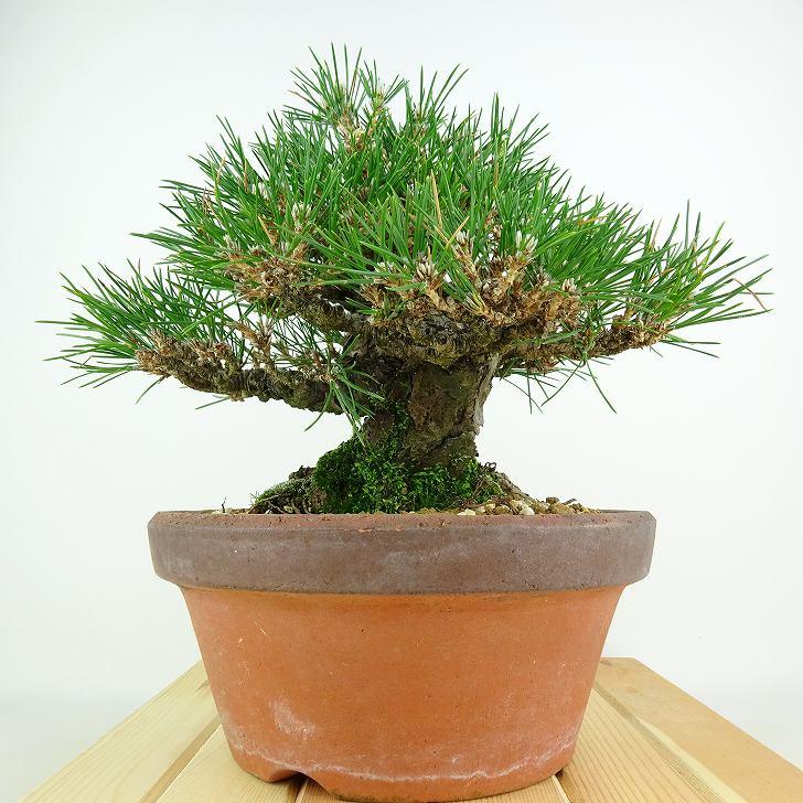 盆栽 松 黒松 樹高 約20cm くろまつ 高級盆栽 Pinus thunbergii