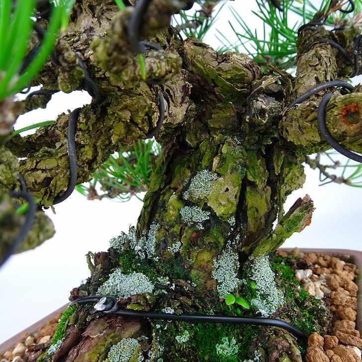 盆栽 松 黒松 樹高 21cm くろまつ 高級盆栽 Pinus thunbergii クロマツ