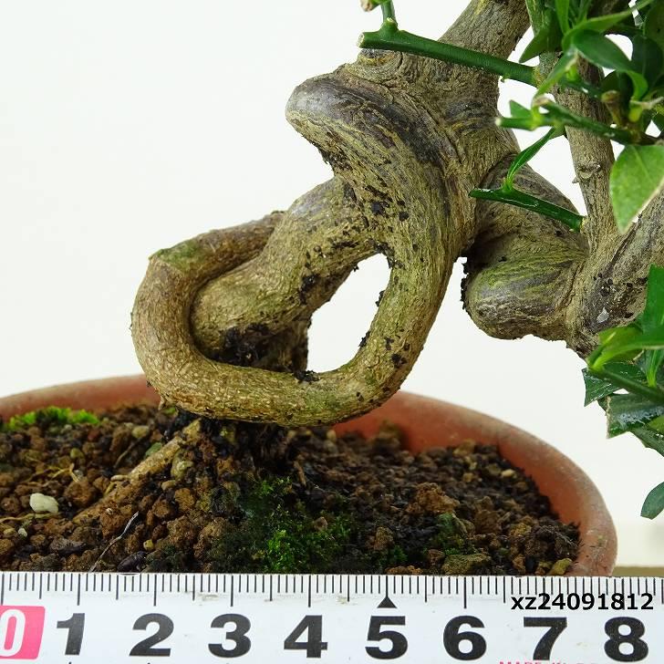 盆栽 金豆 樹高 約12cm きんず Fortunella hindsii キンズ