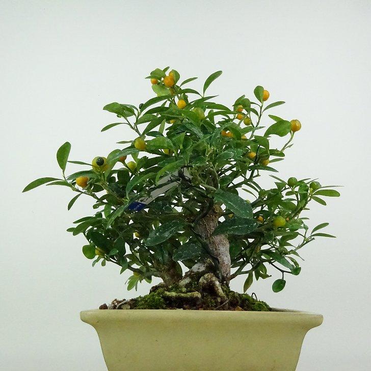 盆栽 金豆 樹高 約22cm きんず 高級盆栽 Fortunella hindsii キンズ