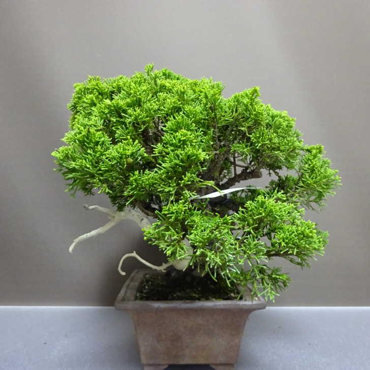 盆栽 真柏 樹高 約26cm しんぱく Juniperus chinensis シンパク “ジン
