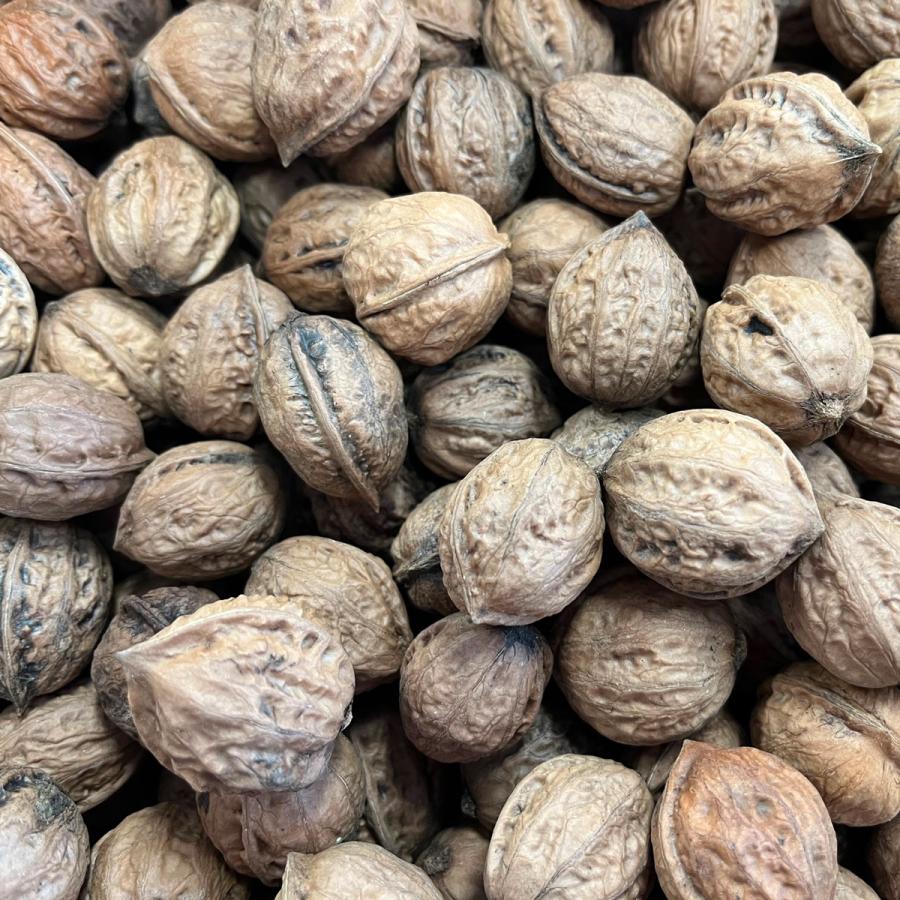 小粒くるみ 1kg 国産 殻付き 令和7年産 山形県 鬼くるみ オニグルミ 和