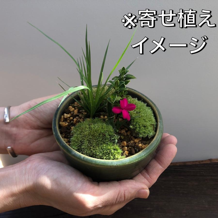 山野草 13ポットセット ミニ 苗 おまかせ 苔テラリウム 和風 盆栽 寄せ