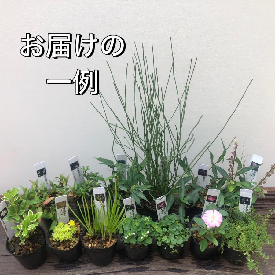 山野草 13ポットセット ミニ 苗 おまかせ 苔テラリウム 和風 盆栽 寄せ