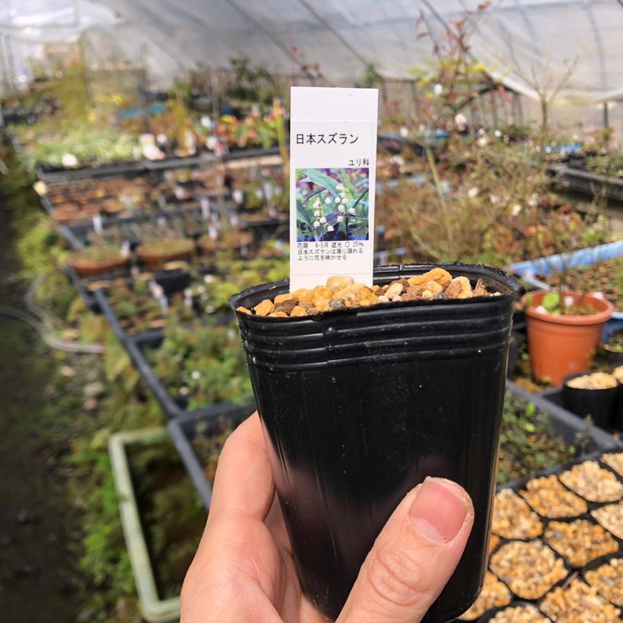 山野草 日本スズラン すずらん 1芽入りポット苗 : やまおか碧山苑