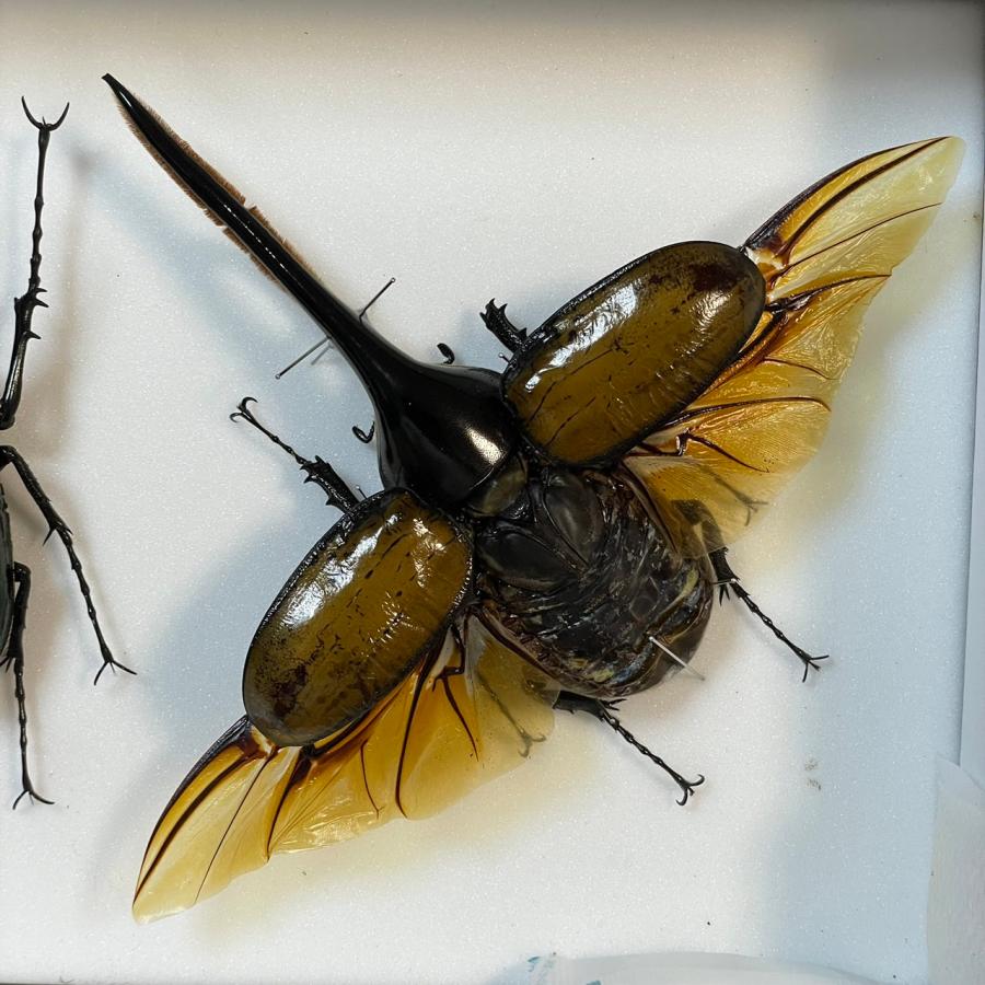 飛翔標本]ヘラクレスヘラクレス153mm標本新品シーラケース付き