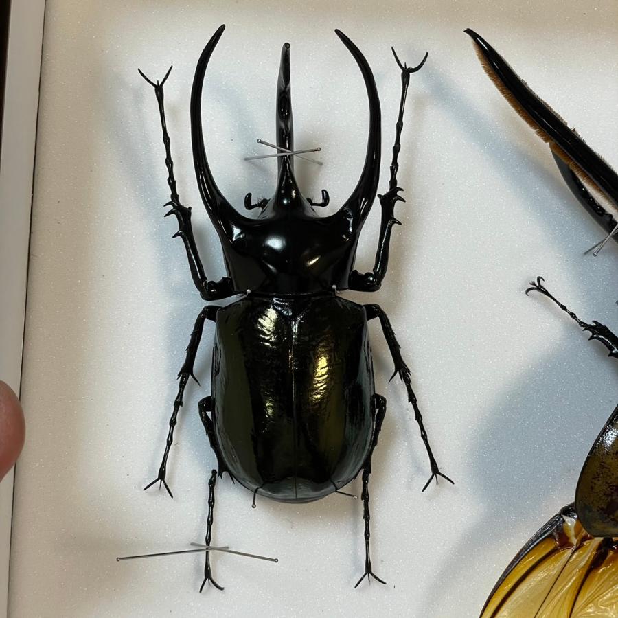 野外品]コーカサスオオカブト108mm標本新品シーラケース付き（死虫