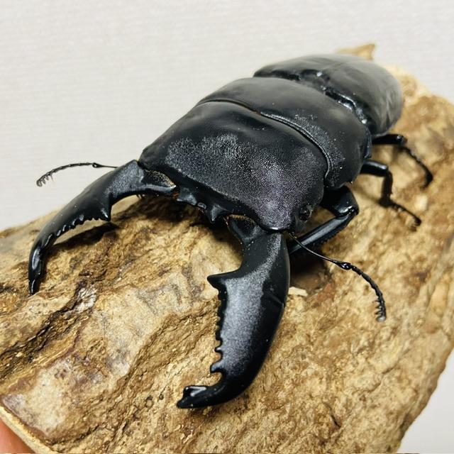 スマトラオオヒラタクワガタ 成虫オス106.7mm (スマトラオオヒラタ