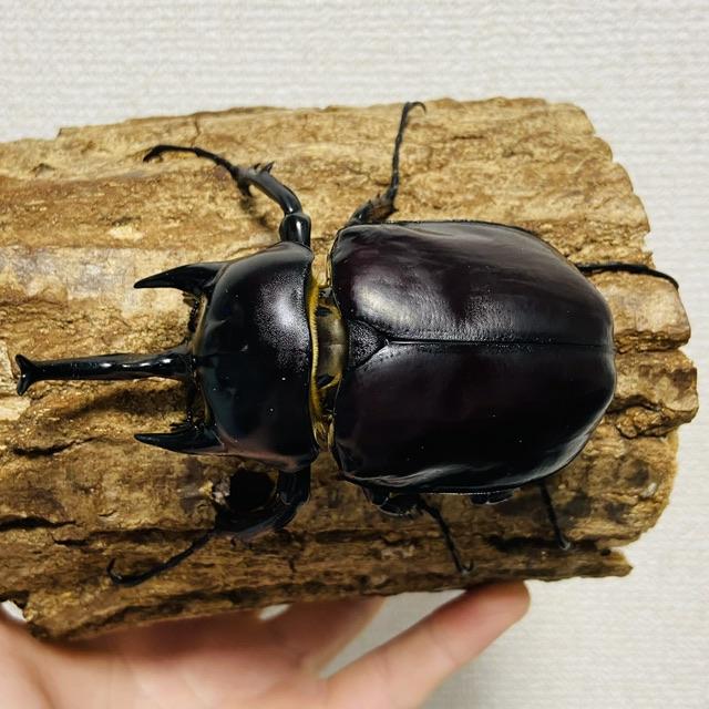 レックスゾウカブト (旧アクティオンゾウカブト) 成虫 オス ♂99mm
