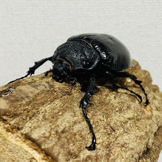マルスゾウカブト メス ♀ 70.2mm(メガソマ マルス ゾウカブト