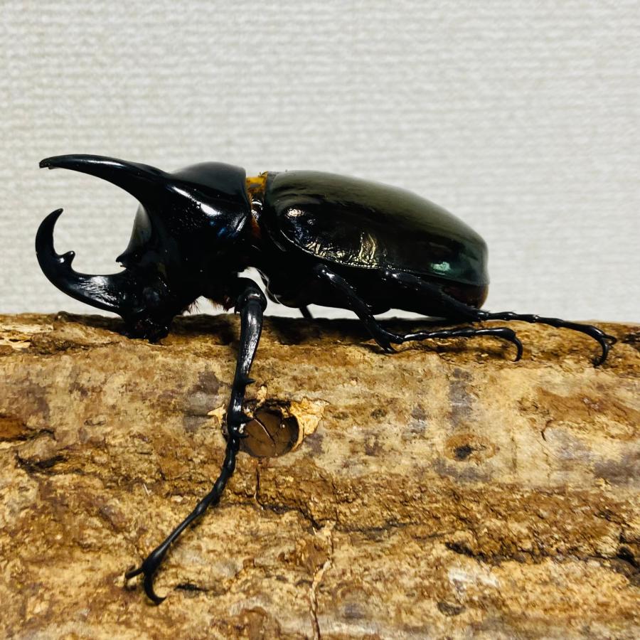 コーカサスオオカブト 成虫 オス ♂ 82.6mm マレーコーカサス