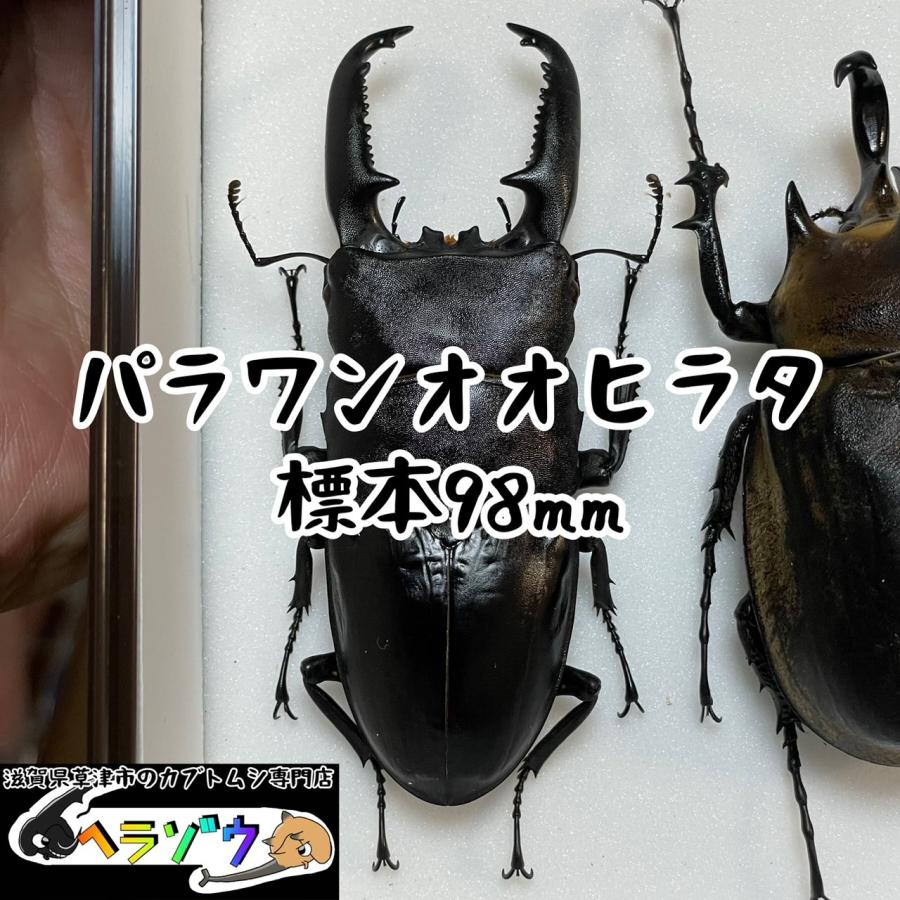パラワンオオヒラタ98mm標本新品シーラケース付き（パラワンオオ