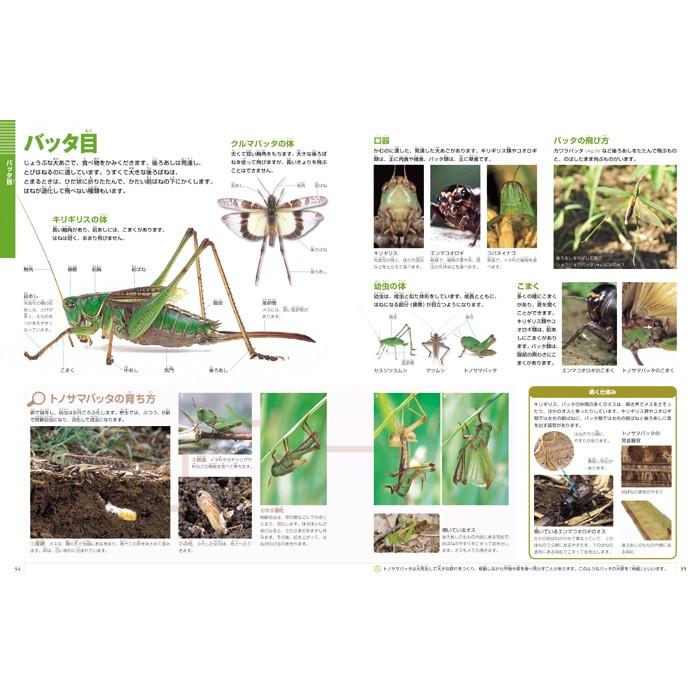 小学館の図鑑NEO) ［新版］昆虫 DVDつき : 枚方 蔦屋書店 Yahoo!店
