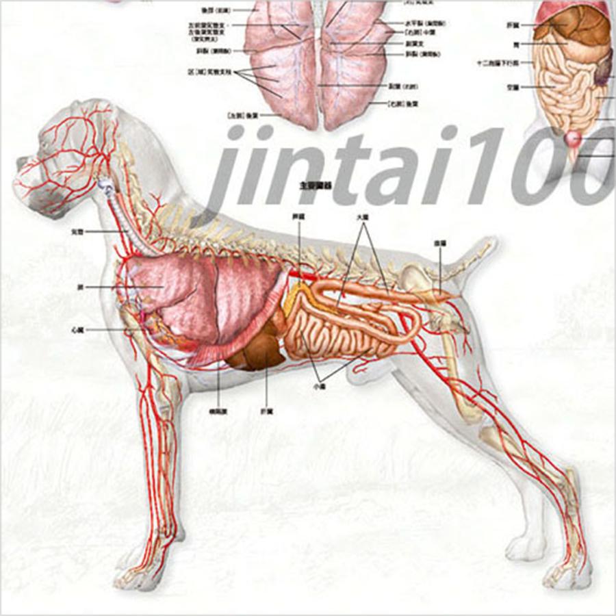犬の臓器」立体ポスター B2サイズ 動物学ウオールレリーフアート