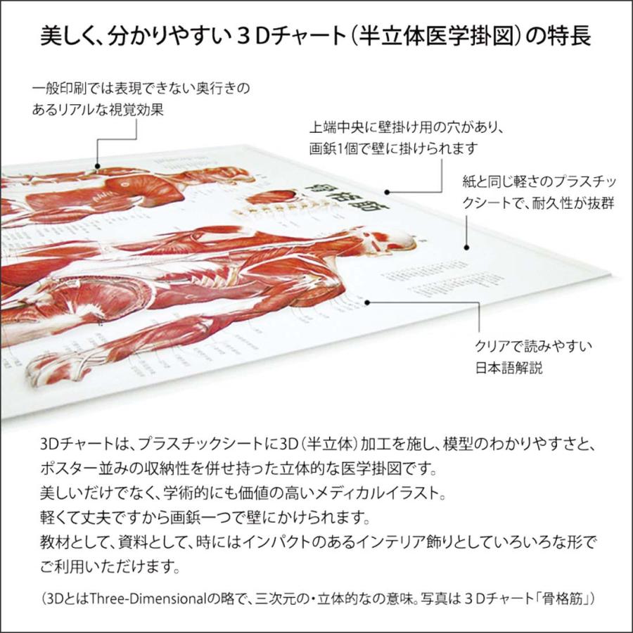 犬の臓器」立体ポスター B2サイズ 動物学ウオールレリーフアート