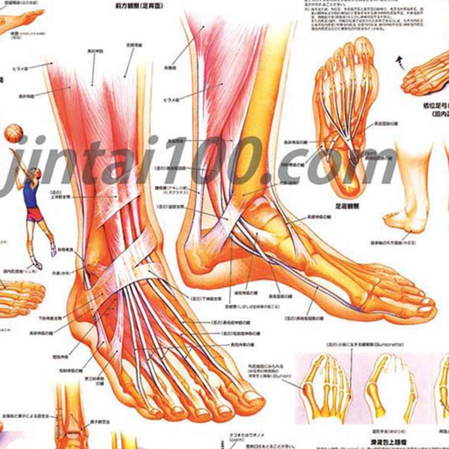 足と足首」医学ポスター ポスターB2サイズ 人体解剖学図ポスター 医学