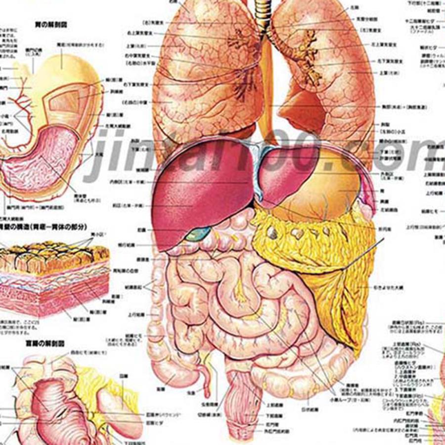 消化器系」医学ポスター ポスターB2サイズ 人体解剖学図ポスター 医学