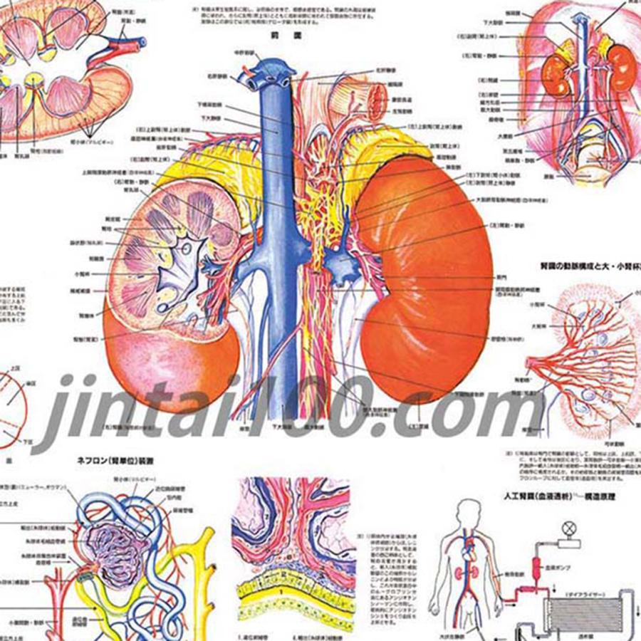 腎臓」 医学ポスター ポスターB2サイズ 人体解剖学図ポスター 医学