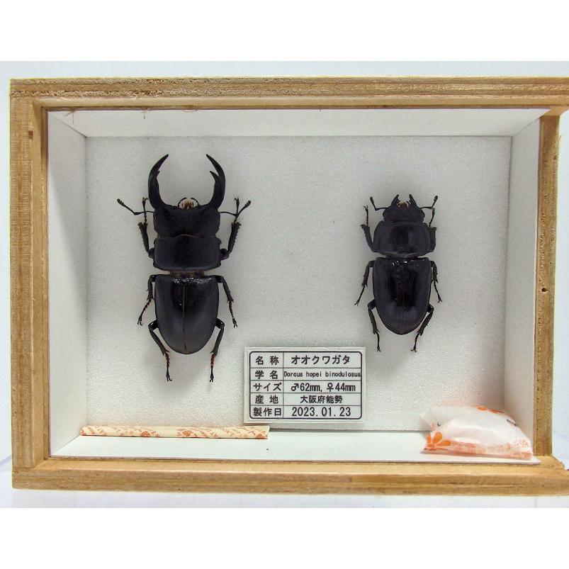 標本製作依頼パターンK : オオクワ京都昆虫館 - 通販 - Yahoo!ショッピング