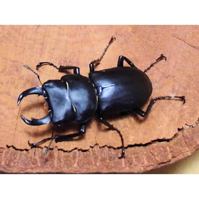 ヒメオオクワガタ♂40mm upペア 天然採取 : オオクワ京都昆虫館